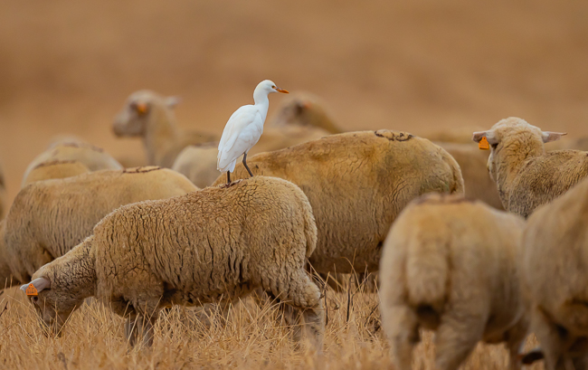 Cattle Egret on sheep 69I7765
