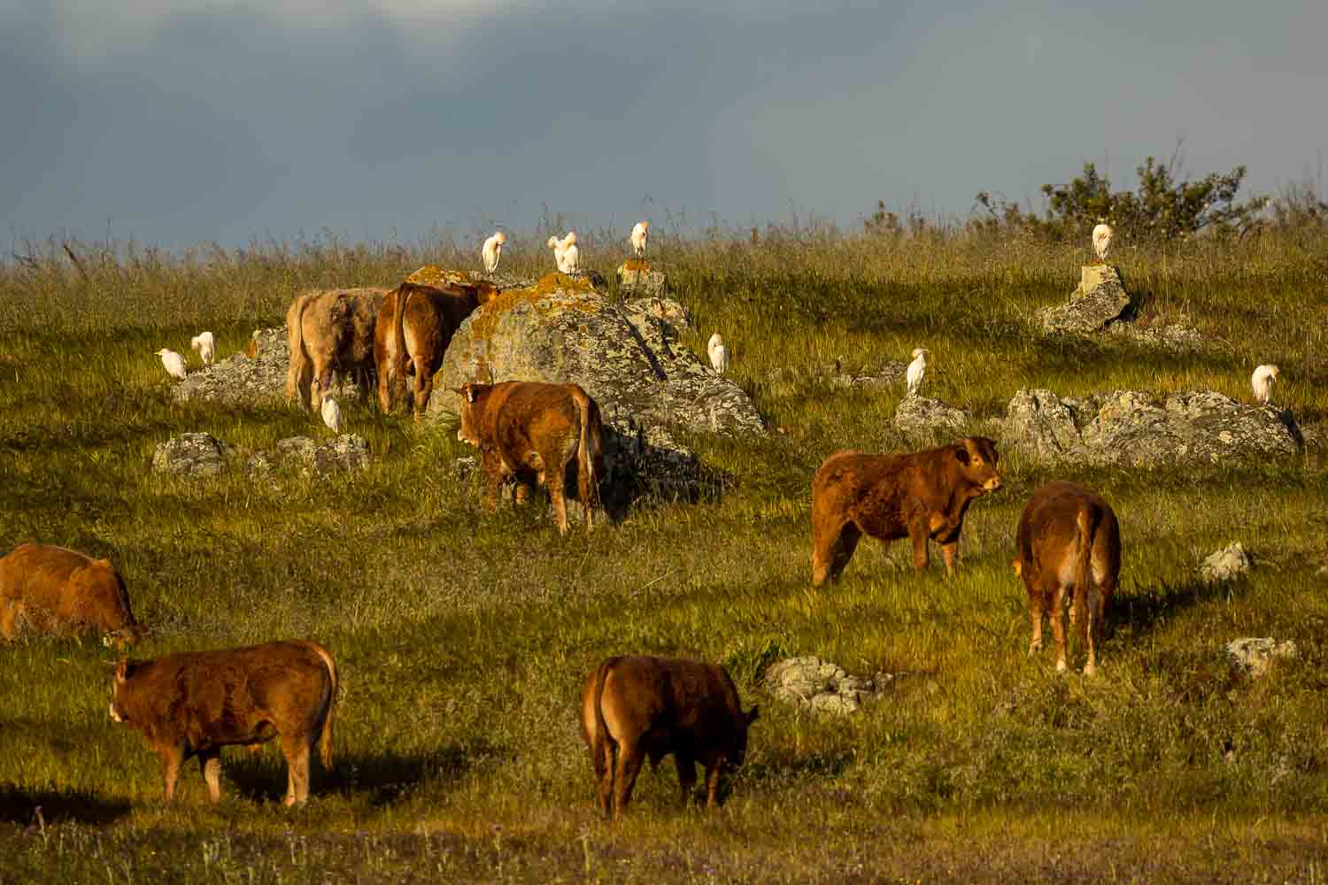 Cattle and Cattle Egrets 4292