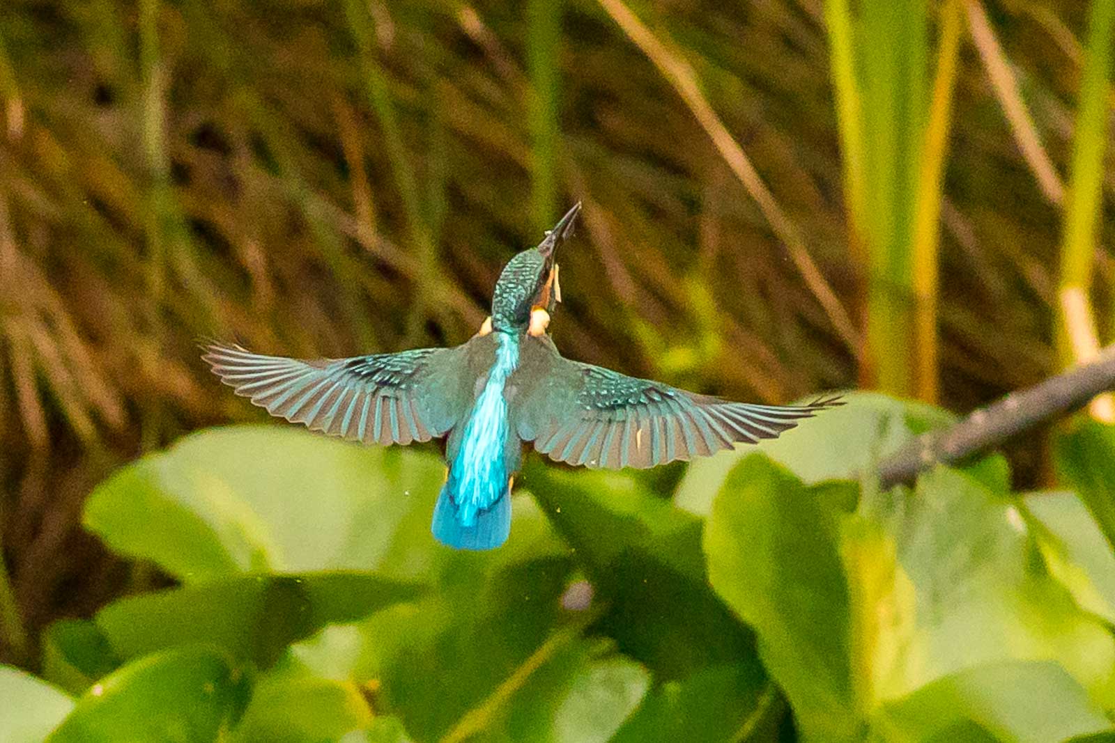 Common Kingfisher rising-7817.jpg