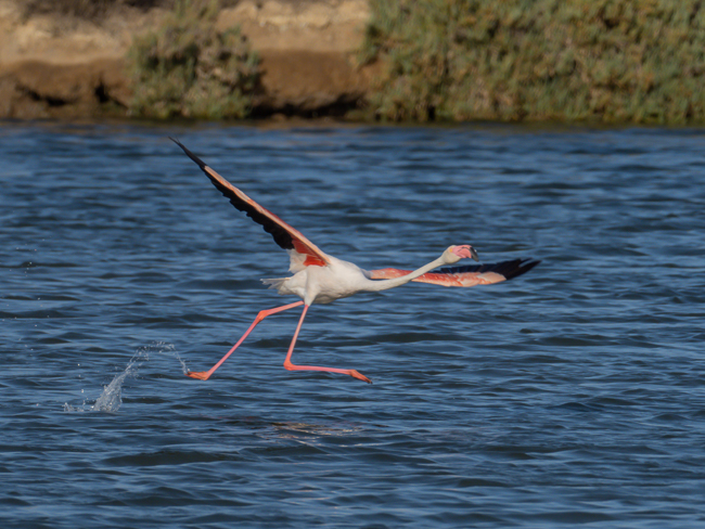 Greater Flamingo Phoenicopterus roseus 9140074