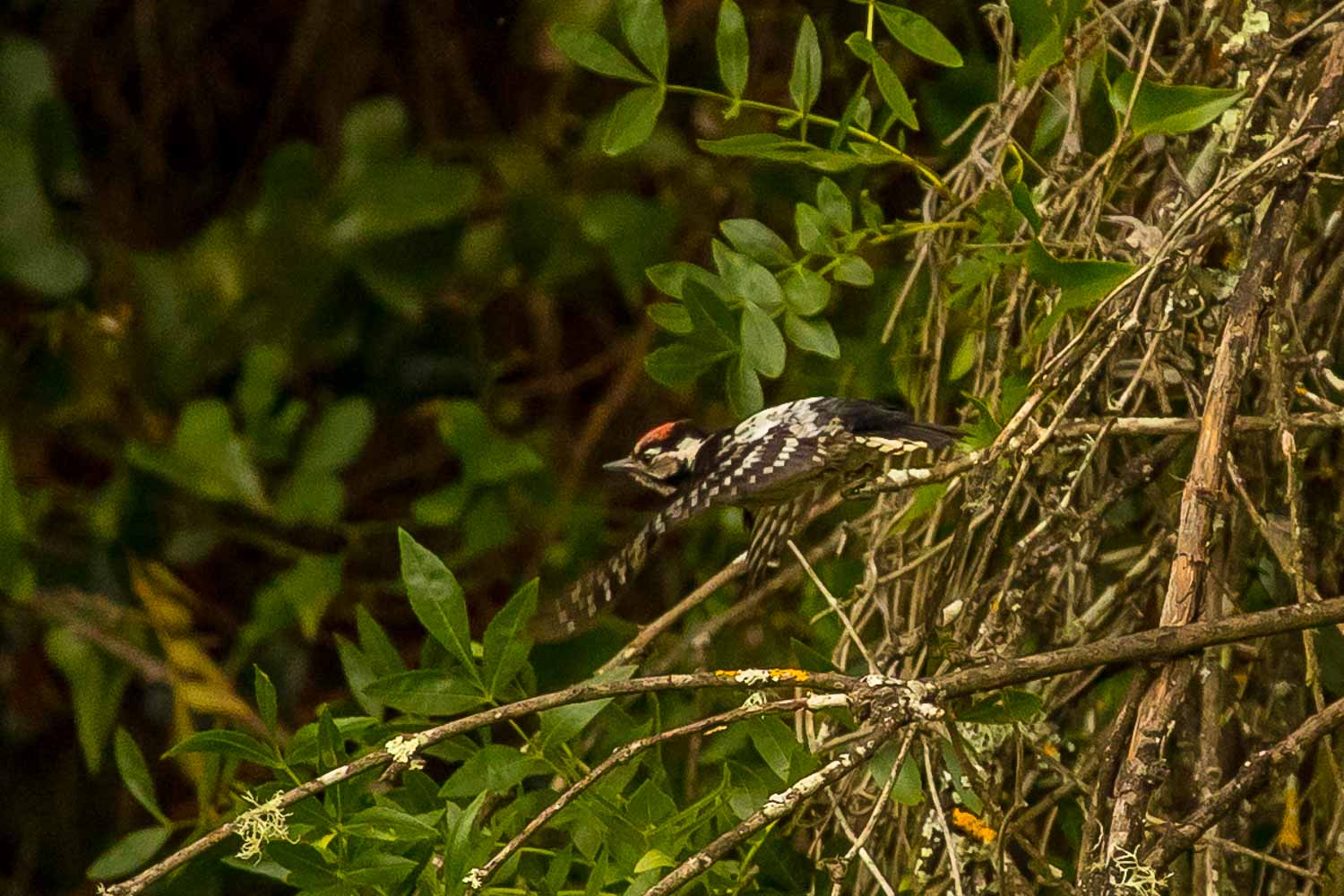 Lesser Spotted Woodpecker-6698.jpg