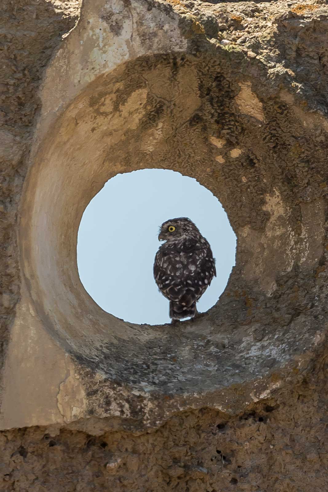 Little Owl-2.jpg