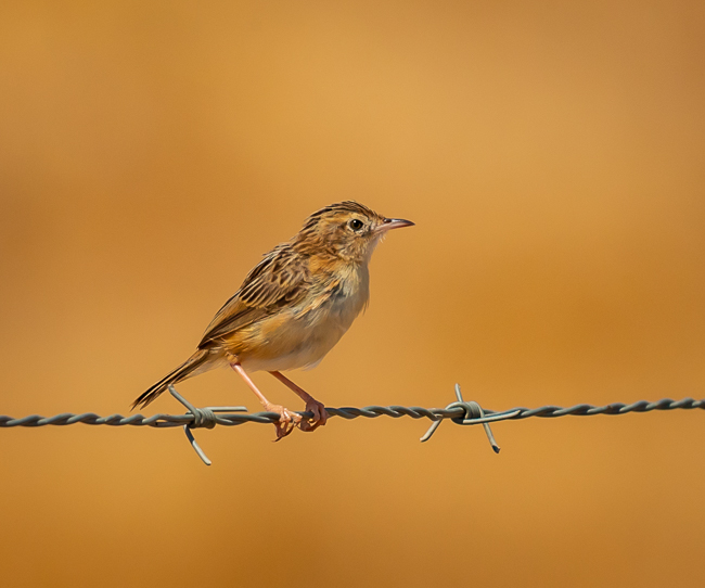 Zitting Cisticola on barbed wire 7873