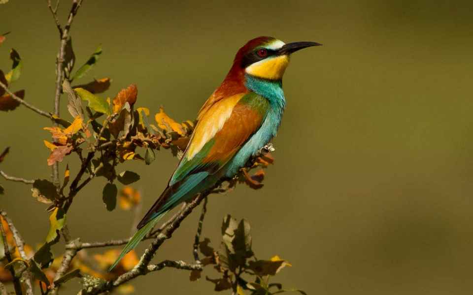 European) Bee-eater (Merops apiaster)